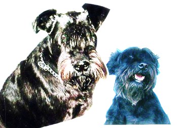 Original - Tiere: Hundeportrait: Judy & Kwana