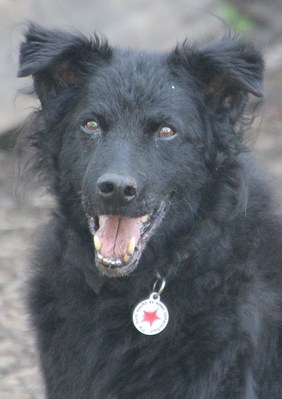 Original - Tiere: Hundeportrait: Kisci