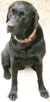 Original - Tiere: Hundeportrait: Labrador Enzo