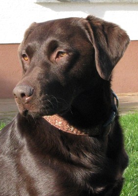 Original - Tiere: Hundeportrait: Labrador Maja