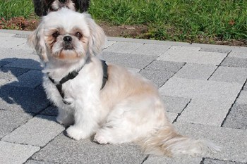 Original - Tiere: Hundeportrait