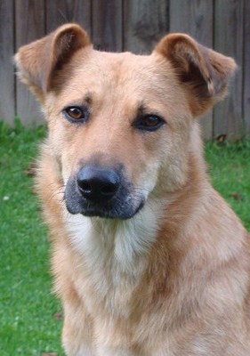 Original - Tiere: Hundeportrait: Luna