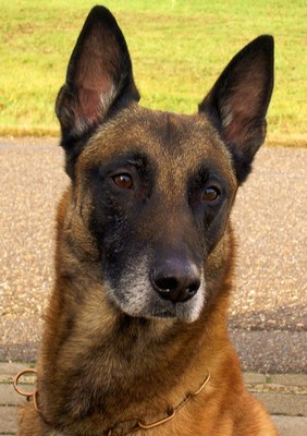 Original - Tiere: Hundeportrait: Malinois