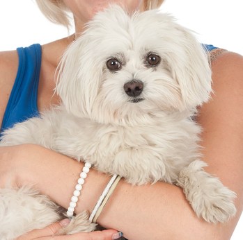 Original - Tiere: Hundeportrait: Malteser Tommy