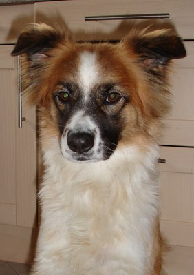 Original - Tiere: Hundeportrait: Monty