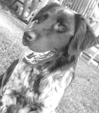 Original - Tiere: Hundeportrait: Kleiner M&uuml;nsterl&auml;nder