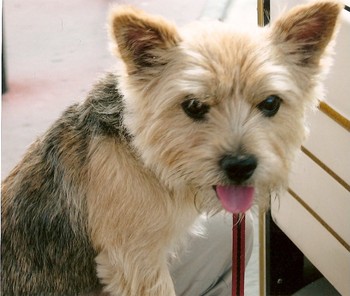 Original - Tiere: Hundeportrait: Yorkshire Terrier