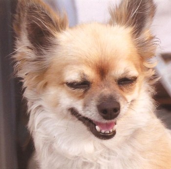 Original - Tiere: Hundeportrait: Chihuahua