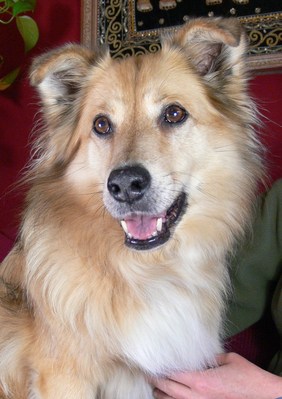 Original - Tiere: Hundeportrait: Collie-Mischling