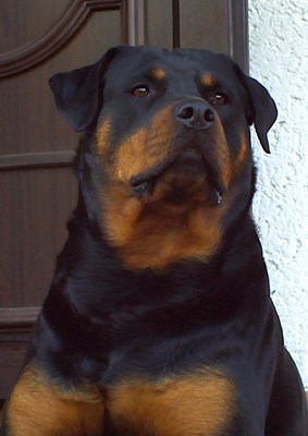 Original - Tiere: Hundeportrait: Rotweiler Molly