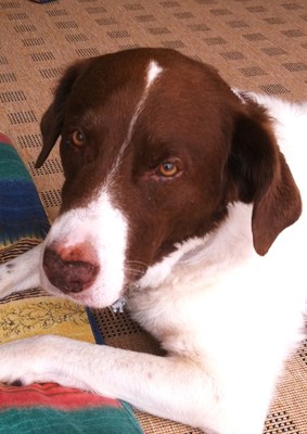 Original - Tiere: Hundeportrait: ?