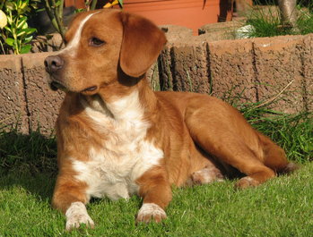 Original - Tiere: Hundeportrait: Rudolph