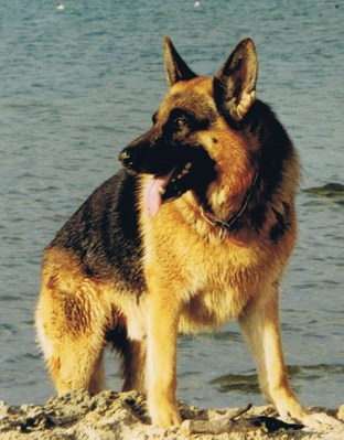 Original - Tiere: Hundeportrait: Sch&auml;ferhund Bronco