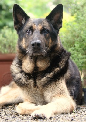 Original - Tiere: Hundeportrait: Sch&auml;ferhund Zabo