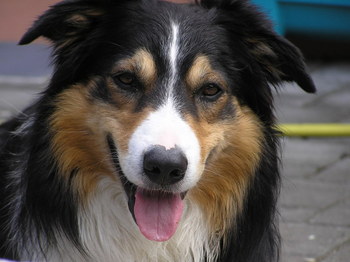 Original - Tiere: Hundeportrait: Border Collie 