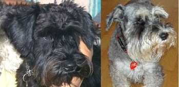 Original - Tiere: Hundeportrait: Bella & Sheila