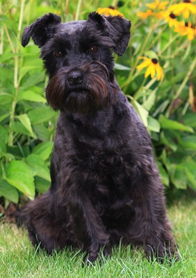 Original - Tiere: Hundeportrait: Terrier Nikki