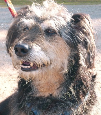 Original - Tiere: Hundeportrait: Wastl