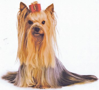 Original - Tiere: Hundeportrait: yorki Daisy