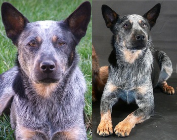Original - Tiere: Hundeportrait: Cattle Dog 