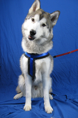 Original - Tiere: Hundeportrait: Husky 