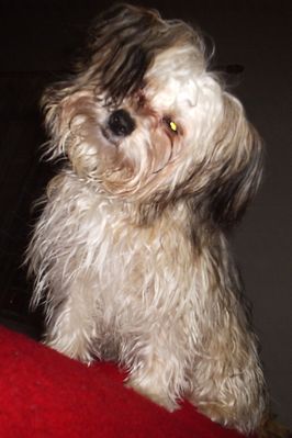 Original - Tiere: Hundeportrait: Bin ich nicht sch&ouml;n?