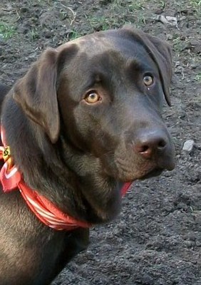 Original - Tiere: Hundeportrait: Labrador Brazzo