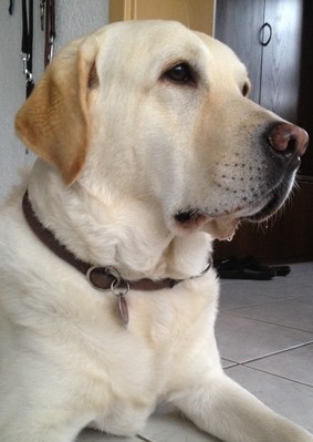 Original - Tiere: Hundeportrait: Labrador Cody