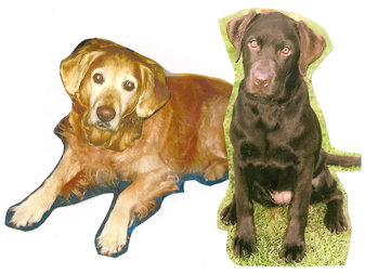 Original - Tiere: Hundeportrait:Golden Retriever und Labrador