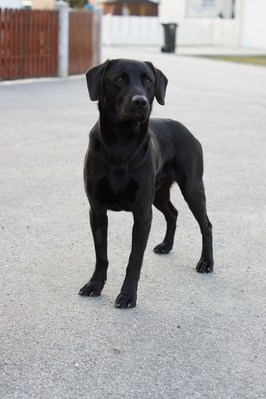 Original - Tiere: Hundeportrait: Labrador