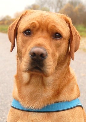 Original - Tiere: Hundeportrait: Labrador