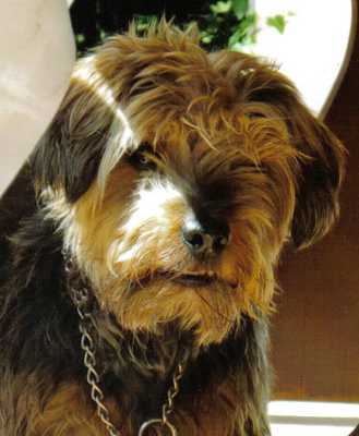 Original - Tiere: Hundeportrait: Mischling