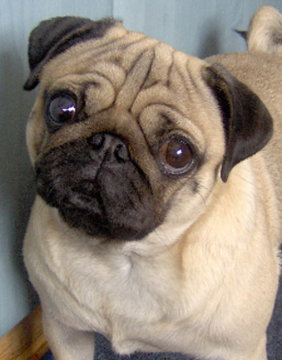 Original - Tiere: Hundeportrait: Mops