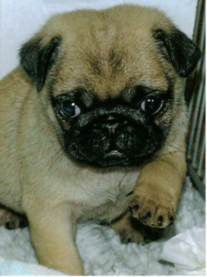 Original - Tiere: Hundeportrait: Mops Welpe 