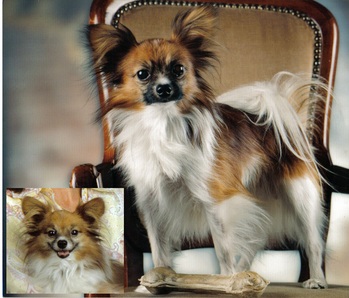 Original - Tiere: Hundeportrait: Papillon 