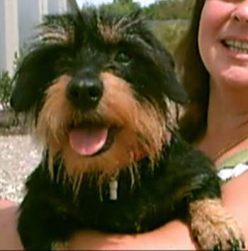 Original - Tiere: Hundeportrait: Rauhhaardackel 