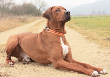 Original - Tiere: Hundeportrait: Rhodesian Ridgeback