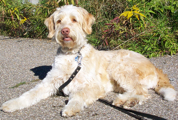 Original - Tiere: Hundeportrait: Mischling 