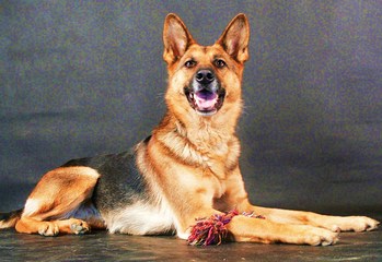 Original - Tiere: Hundeportrait: Sch&auml;ferhund