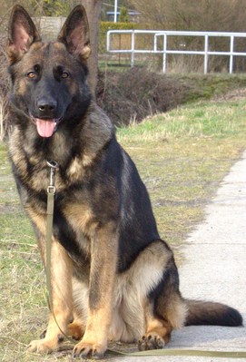 Original - Tiere: Hundeportrait: Sch&auml;ferhund Gizmo