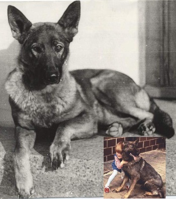 Original - Tiere: Hundeportrait: Grauer Sch&auml;ferhund