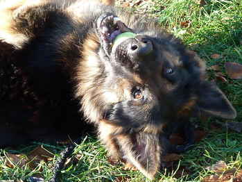 Original - Tiere: Hundeportrait: Sch&auml;ferhund Rico