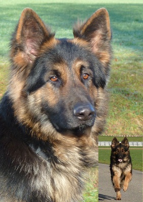 Original - Tiere: Hundeportrait: Sch&auml;ferhund Rico