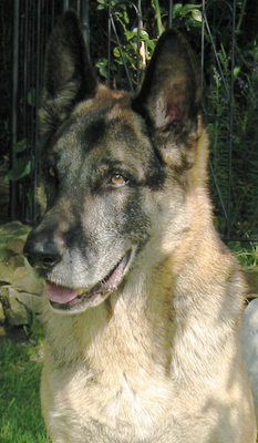 Original - Tiere: Hundeportrait: Sch&auml;ferhund 