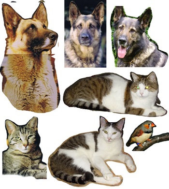 Original - Tiere: Hunde-und Katzenportrait