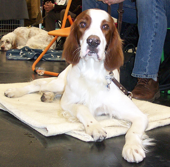 Original - Tiere: Hundeportrait: Irish Red and White Setter