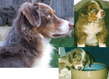 Original - Tiere: Hundeportrait: Australien Shepherd