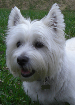 Original - Tiere: Hundeportrait: Westhighland-Terrier