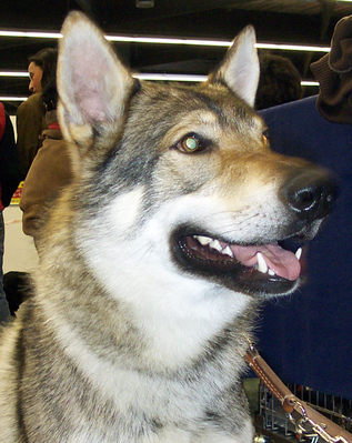 Original - Tiere: Hundeportrait: Chechischer Wolfshund 