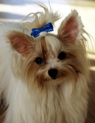 Original - Tiere: Hundeportrait: Yorkshiere-Terrier